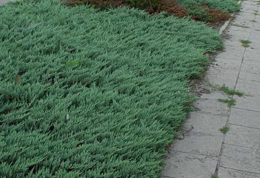 Juniperus Blue Chip vaso 15