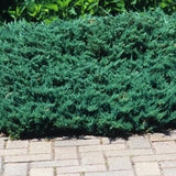 Juniperus Blue Chip vaso 15
