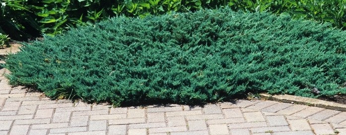 Juniperus Blue Chip vaso 15