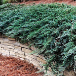 Juniperus Blue Chip vaso 15