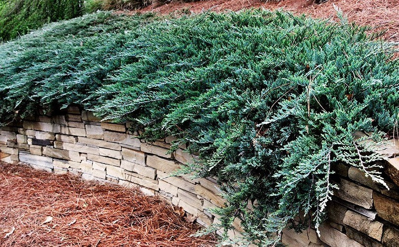 Juniperus Blue Chip vaso 15