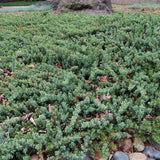 Juniperus conferta blue pacific vaso 14/15