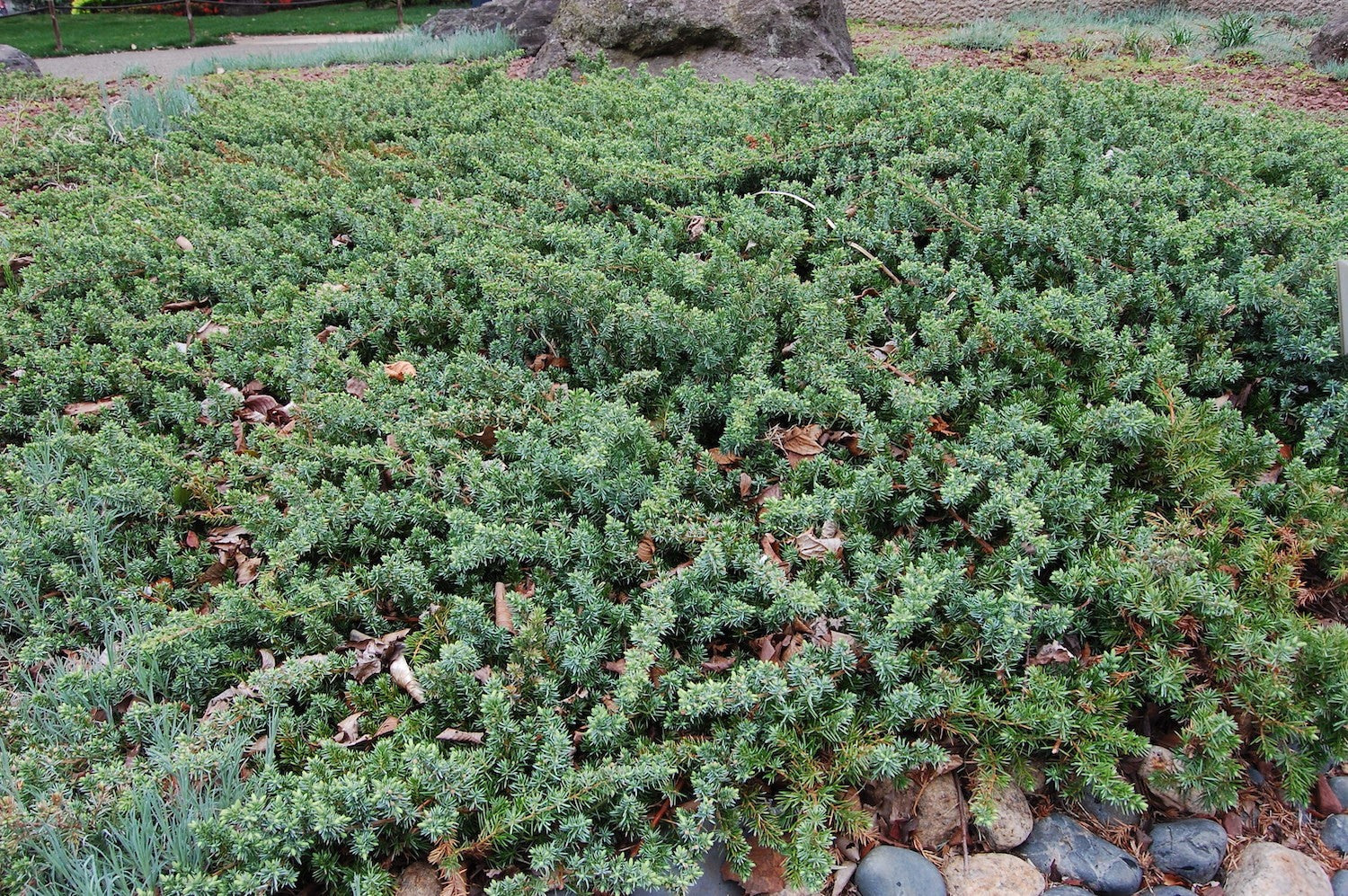 Juniperus conferta blue pacific vaso 14/15