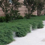 Juniperus conferta blue pacific vaso 14/15
