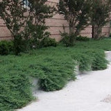 Juniperus conferta blue pacific vaso 14/15