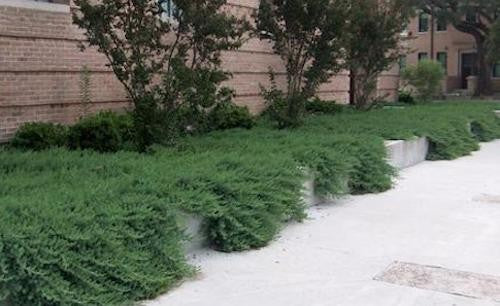 Juniperus conferta blue pacific vaso 14/15
