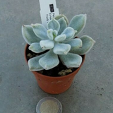 Echeveria pulvinata Frosty White