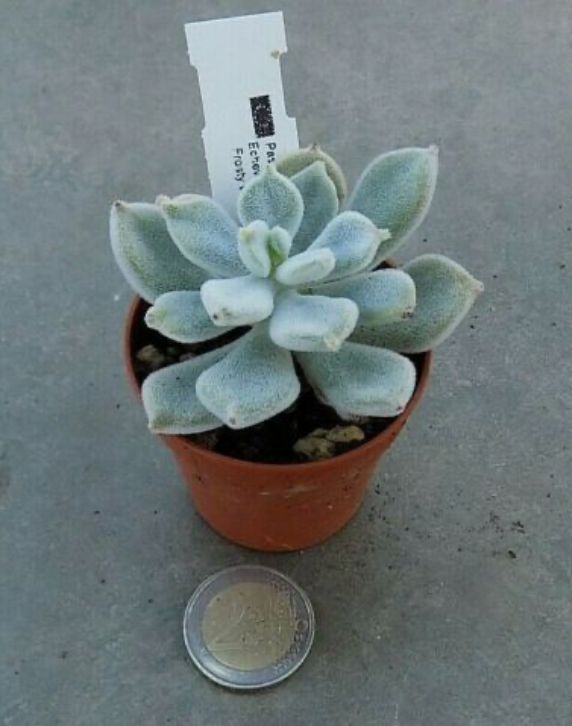Echeveria pulvinata Frosty White