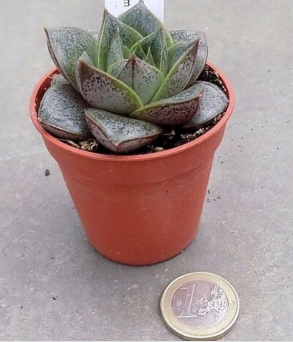 Echeveria porpusorum