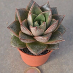Echeveria porpusorum