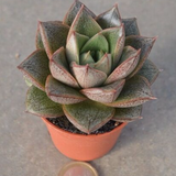 Echeveria porpusorum