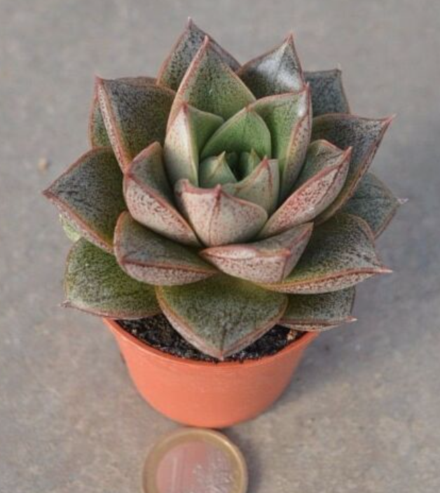 Echeveria porpusorum
