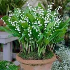 Convallaria Majalis ( Mughetto) vaso 9