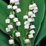 Convallaria Majalis ( Mughetto) vaso 9