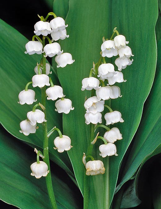 Convallaria Majalis ( Mughetto) vaso 9