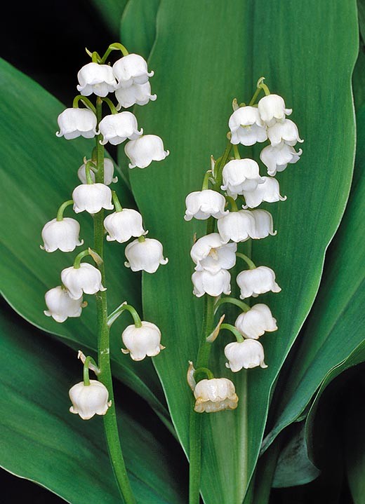 Convallaria Majalis ( Mughetto) vaso 9