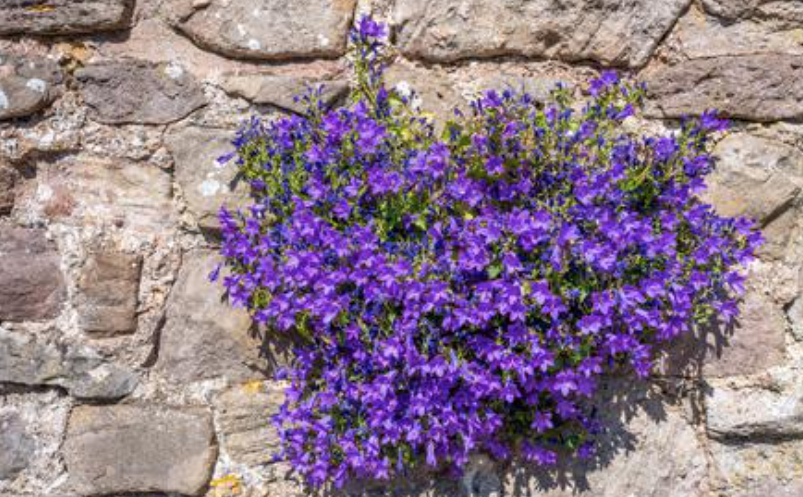 Campanula Portenschlagiana Birch vaso 9/10