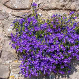 Campanula Portenschlagiana Birch vaso 9/10