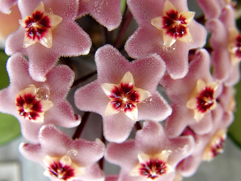 Hoya Carnosa Tricolor  fiore di cera