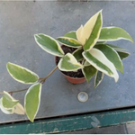 Hoya carnosa Krimson Queen