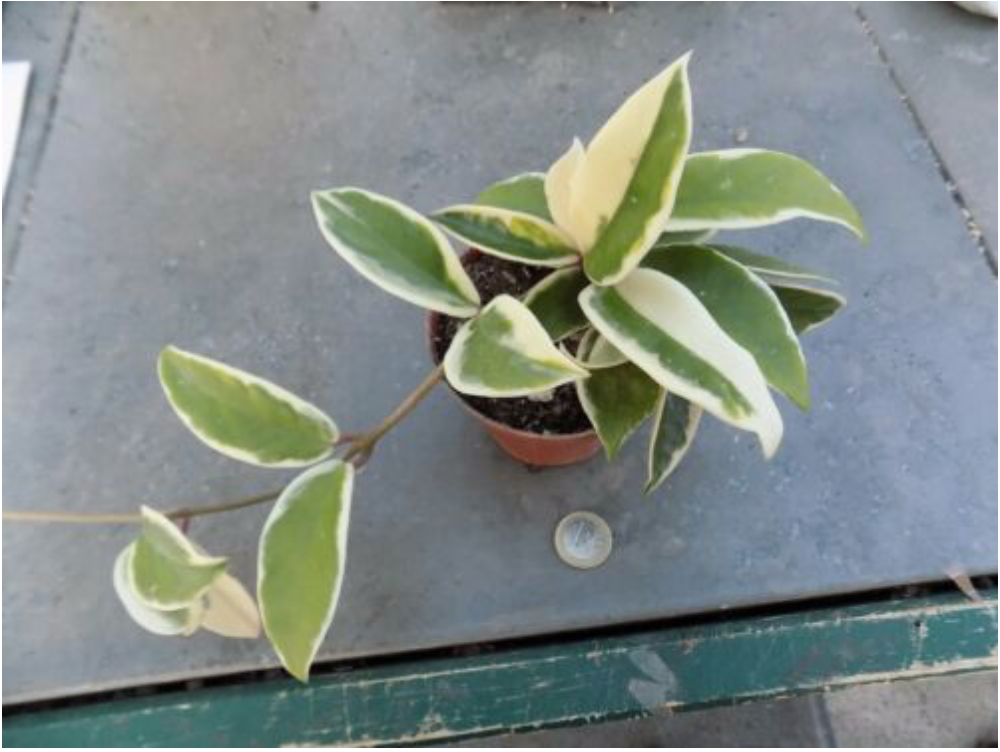 Hoya carnosa Krimson Queen
