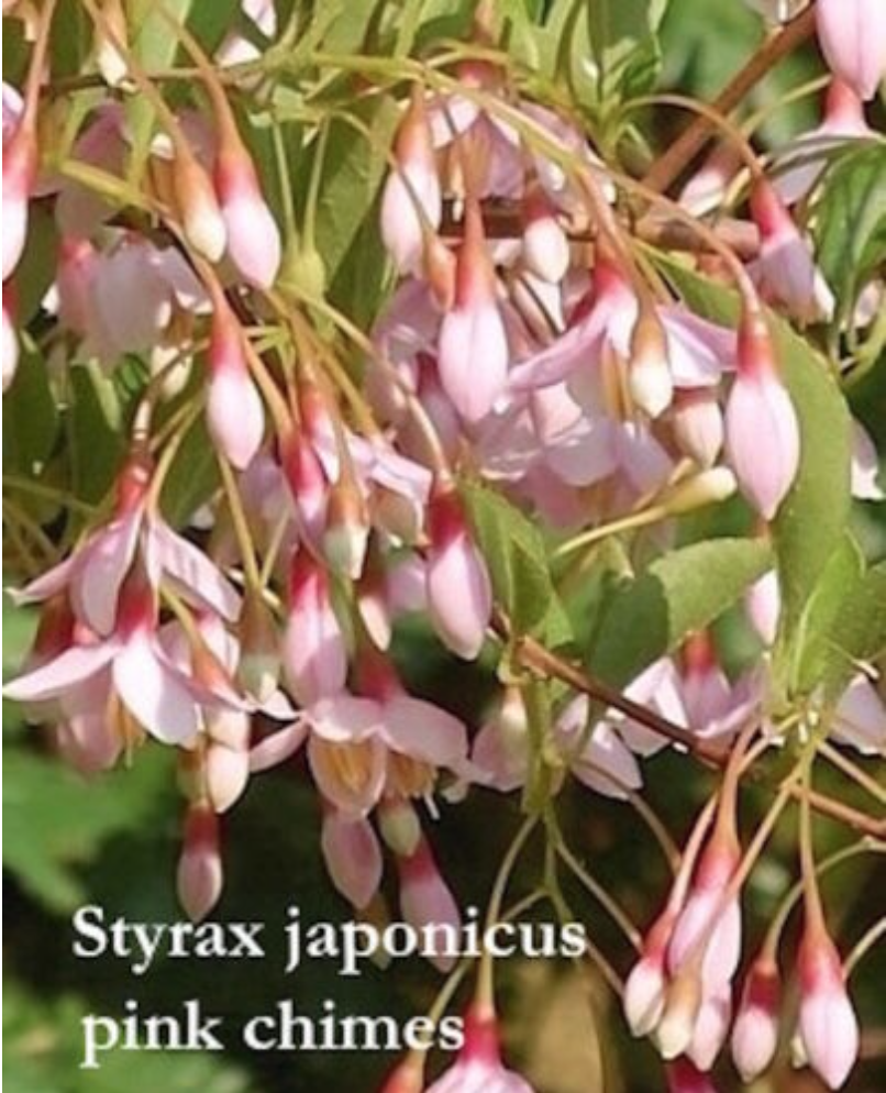 Styrax pink chimes vaso cm 9