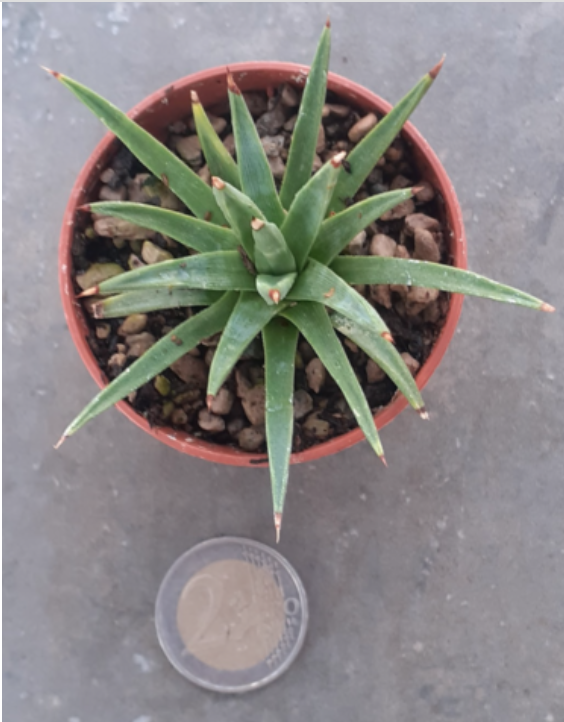 Agave Albopilosa cm.5/5,5