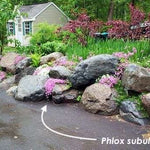 Phlox Subulata Atropurpurea v.9