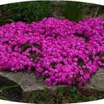 Phlox Subulata Atropurpurea v.9