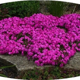 Phlox Subulata Atropurpurea v.9