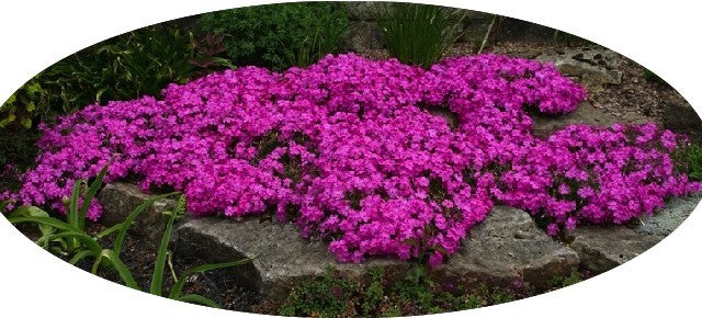 Phlox Subulata Atropurpurea v.9