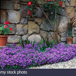 Campanula Portenschlagiana vaso 9
