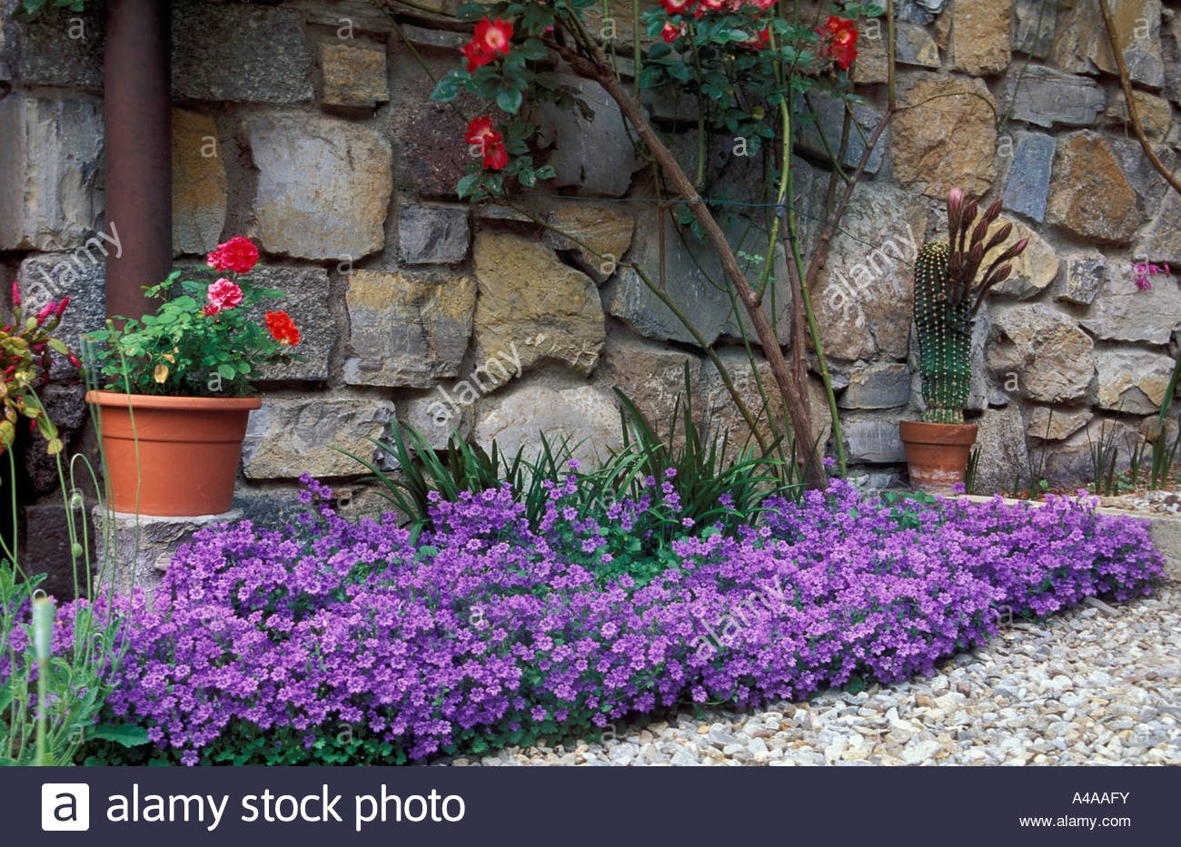 Campanula Portenschlagiana vaso 9