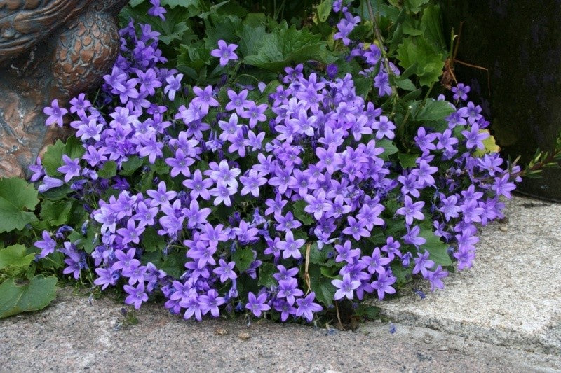 Campanula Portenschlagiana vaso 9