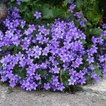 Campanula Portenschlagiana vaso 9