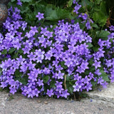 Campanula Portenschlagiana vaso 9