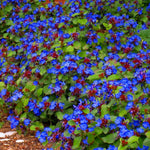 Ceratostigma Plumbaginoides vaso 9