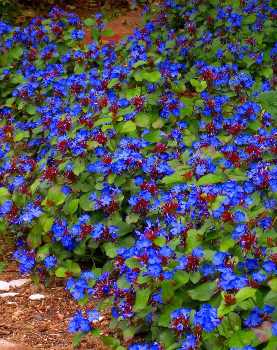 Ceratostigma Plumbaginoides vaso 9