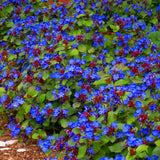 Ceratostigma Plumbaginoides vaso 9