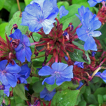 Ceratostigma Plumbaginoides vaso 9