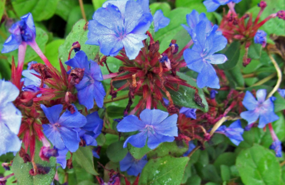 Ceratostigma Plumbaginoides vaso 9