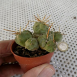 Cumulopuntia rossiana (Tephrocactus pentlandii var. rossianus)