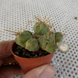 Cumulopuntia rossiana (Tephrocactus pentlandii var. rossianus)