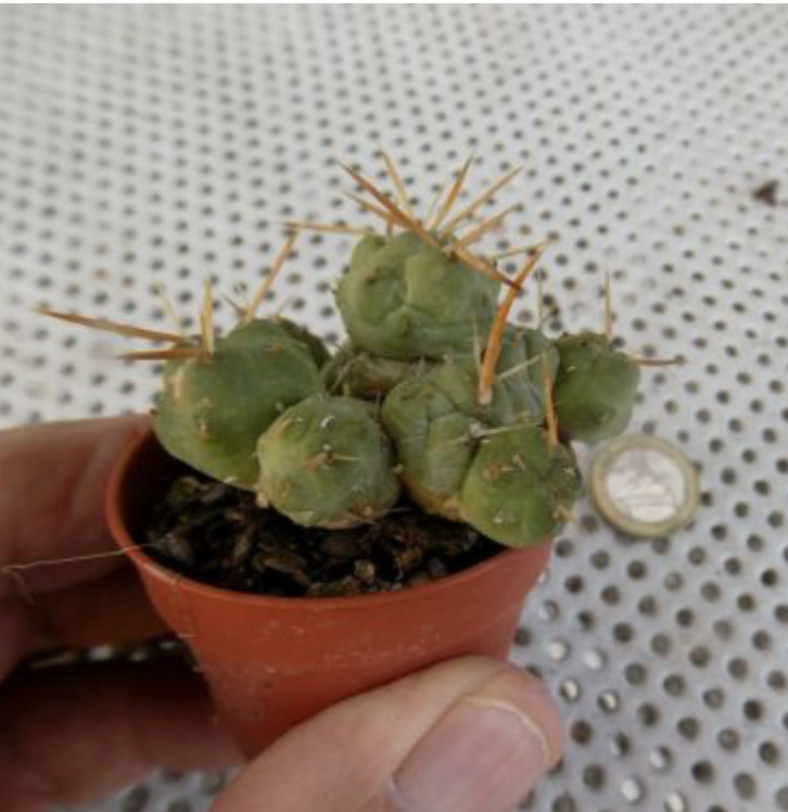 Cumulopuntia rossiana (Tephrocactus pentlandii var. rossianus)