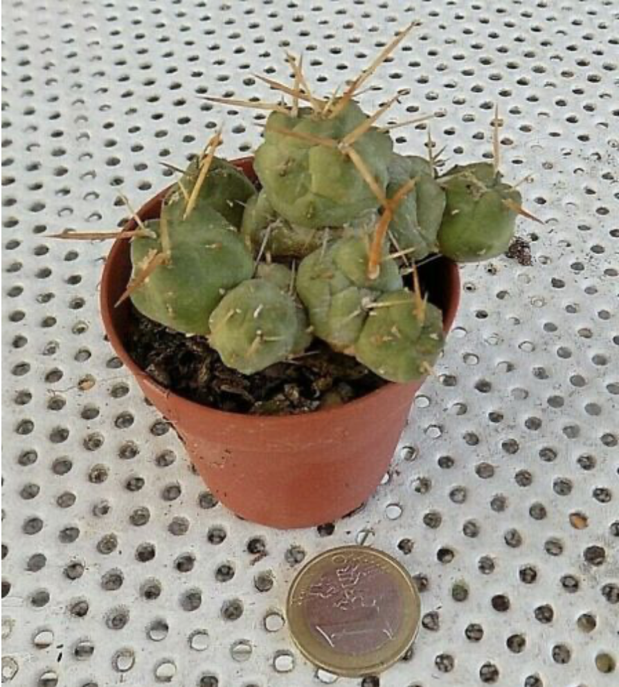 Cumulopuntia rossiana (Tephrocactus pentlandii var. rossianus)