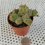 Cumulopuntia rossiana (Tephrocactus pentlandii var. rossianus)