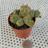 Cumulopuntia rossiana (Tephrocactus pentlandii var. rossianus)