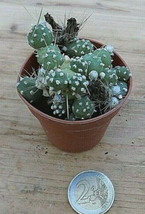 Tephrocactus Tinamou v.Fauxianus