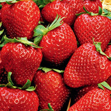 Fragola fragole gigante 4 stagioni vaso 8/9