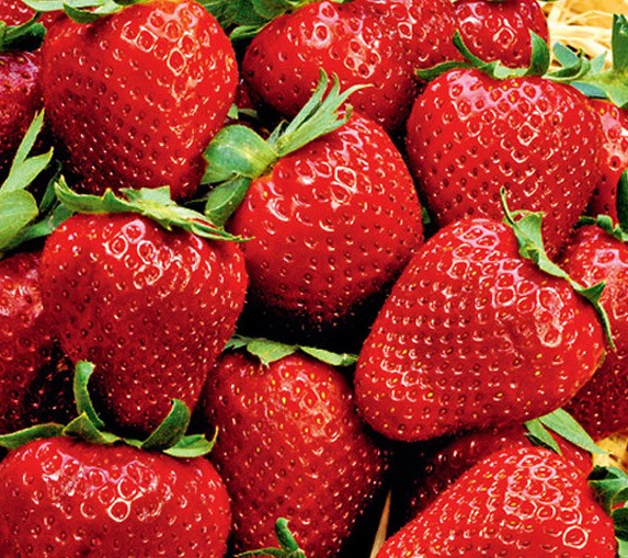 Fragola fragole gigante 4 stagioni vaso 8/9